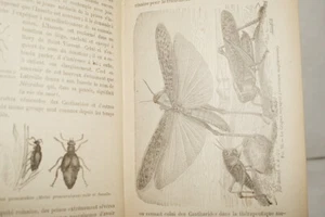 L'AMATEUR D'INSECTES MONTILLOT 1890 GRAVURES BAILLIERE FAUNE - Picture 1 of 6