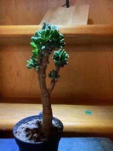 Crassula ovata "gollum" - Jade Succulent Bonsai - 8" height - Picture 1 of 3