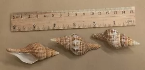 SHELL Three Fasciolaria filamentosa gastropod mollusk Shells (#Z248) - Picture 1 of 1