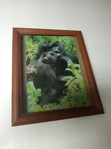 Gorrillas At Play Pic From 1981 Nat Geo In Vintage 8x10 Wood Frame W/ Glass - Picture 1 of 4