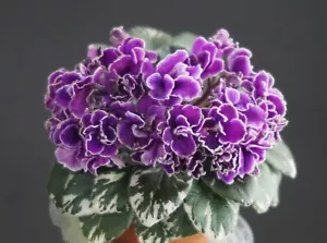 Hector 2 Blätter/2 leaves African Violet Usambaraveilchen. - Bild 1 von 2