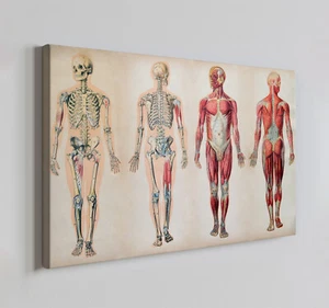 Grafico anatomico umano stampa su tela arte da parete, arredamento casa moderno da appendere a parete - Foto 1 di 10