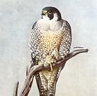 Peregrine Falcon Duck Hawk 1955 Plate Print Birds Of America Nature Art DWEE33