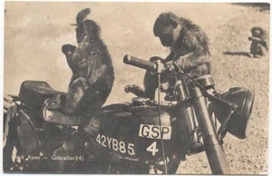 Comic Motorcycle Gibralter Rock Apes on a BSA maybe - Picture 1 of 1