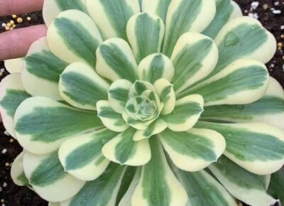  Aeonium  Golden jadeite variegated Large 8cm diameter # One head Cutting  - Image 1 of 4