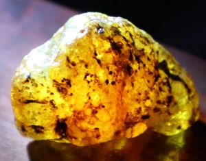 Excellent Natural Dominican Crystal Clear Yellow Amber Rough Specimen 46mm 14g - Picture 1 of 10
