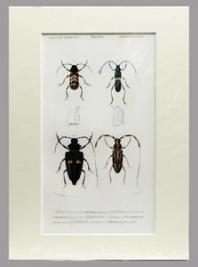 INSECTOS 1845 - D ́ORBIGNY - COLOREADO A MANO CON PASSEPARTOUT (00544) - Imagen 1 de 2