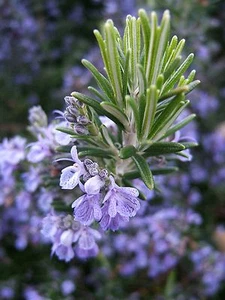 Rosemary Seeds, NON-GMO, Heirloom, Variety Sizes, Anthos, FREE SHIPPING - Picture 1 of 4