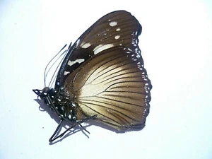 Hypolimnas bartelotti M, UNMOUNTED, SIN MONTAR A1 BUTTERFLY - Imagen 1 de 1
