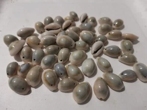 150pcs Natural Sea Shell Beads Cowry Cowrie Assorted 10mm - 16mm Beige Greyish - Picture 1 of 1