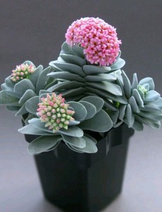 Plantas y esquejes de cactus y suculentas  Compra online en eBay