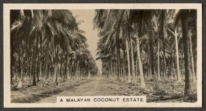 Malaya - A Malayan Cococnut Estate - vintage real photo cigarette card - Picture 1 of 1