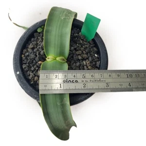 Welwitschia mirabilis a la venta por Little One Plant Nursery - Imagen 1 de 23