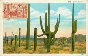 Postcard California Giant Cactus Red Cross Cancel 1931 - Foto 1 di 2