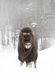 Musk Ox por Jim Cumming Western Wildlife Fotografía Giclee Impresión Envío Gratis - Imagen 1 de 3