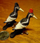 Miniature Ivory Billed Woodpecker Pair Male and Female