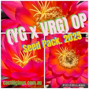 Cactus (YG x VRG) OP.   Pack Semillas.     200+ Semillas.      Semillas de cactus 2025 - Imagen 1 de 1
