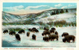 POSTCARD YELLOWSTONE NATIONAL PARK BUFFALO HERD NEAR MAMMOTH HOT SPRINGS WY - Picture 1 of 2