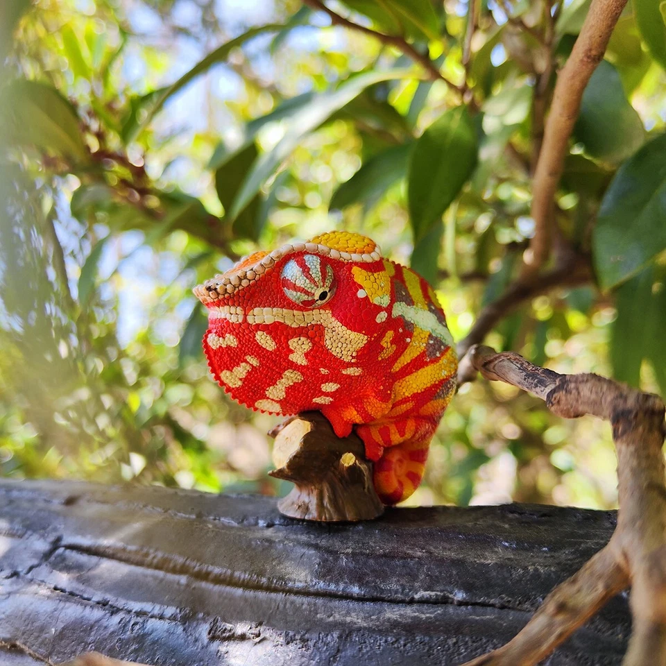Animal Cuerpo Celestial Furcifer pardalis Andapa Pantera Camaleón Estatua Foto 1 de 4