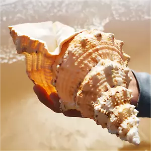 Natürliche Echte Muschelschalen Korallen Meeresschnecke Foasciolaria Trapezium - Bild 1 von 8