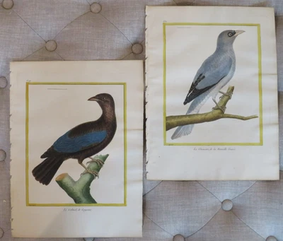 Martinet Birds - 18th Century, Histoire Naturelle des Oiseaux, Pl #609 & 630 Foto 1 de 4