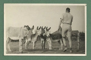 LOVELY C1950'S B/W PHOTO OF MAN WITH FOUR DONKEYS - Picture 1 of 2
