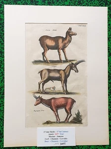 XVII ème - Jonston & Merian Superbe Gravure Cerf Chamois Planche XXXII de 1657 - Picture 1 of 1