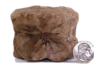 Fossil Dinosaur Pachycephalosaurus Vertebra 3+" Hell Creek South Dakota COA 5047 - Picture 1 of 11