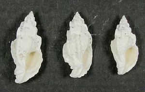 MUREX PAUPERCULUS 16-20mm BEAUTIFUL SPECIMENS Government Cut, Miami, Florida - Picture 1 of 2