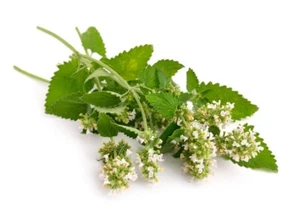 Catnip Catswort Catmint Mint Herb Premium Seed Packet - Picture 1 of 1