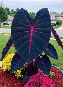 Butterfly Beauty Colocasia esculenta- Elephant Ear - SMALL ROOTED STARTER Plant - Picture 1 of 3