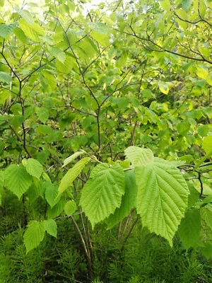 Cold-Hardy Hazelnut 4 Tree Seeds Corylus Non-GMO Ontario Grown Filbert Nut Shrub - Image 1 of 4