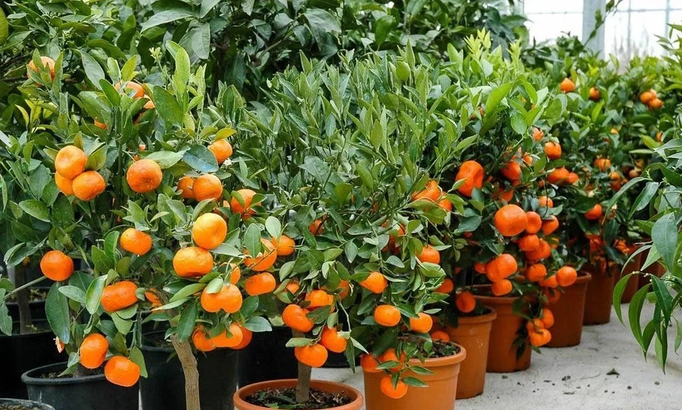 Cleopatra Mandarin Seeds - Seeds for sale | Freshly Harvested - 20 count  - Image 1 of 3