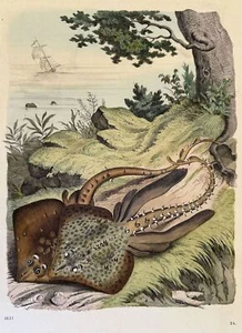 Engraved Fish Stingray Ray 1857 Ittiologia Fishes Nature Still Dead - Picture 1 of 2