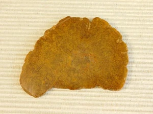Tempskya Tree Fern Fossil Slab for making Cabochons - Picture 1 of 8