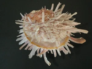 Rarely Seen...SPONDYLUS PLURISPINOSUS~85.9mm~Philippines SEASHELL - Picture 1 of 3