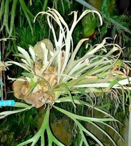 Staghorn Fern spore Platycerium lemoinei 2000 spore + PHYTO CERTIFICATE - Picture 1 of 3