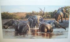 botswana bulls by jonathon truss elephant limited edition
