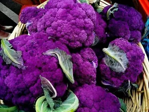 Coliflor violeta - más de 20 semillas - ¡COLOREADA y FINA! B 003 - Imagen 1 de 1