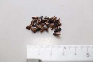 Abies x phanerolepis - 25 seeds - Picture 1 of 1