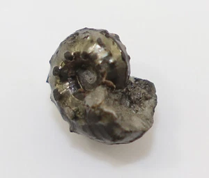 Ammonit, Phlycticeras postulatum, Jura, Callov, Aichelberg, Deutschland -k943 - Picture 1 of 7