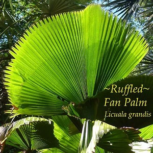 ~LICUALA GRANDIS~ Ruffled Fan Palm Circular Leaf Vanuatu Bigger Nice Potd plant - Picture 1 of 12