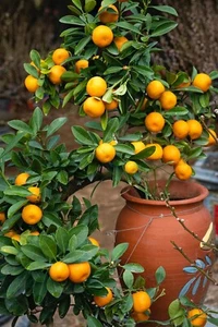Grafted Semi Dwarf OWARI Satsuma Mandarin Citrus Tree Citrapot Ship UPSOvernight - Picture 1 of 10