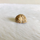 Vintage Old Natural Conch Sea Shell Rare Decorative Collectible SL9
