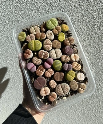 Lithops, selección aleatoria, suculentas, plantas vivas (medianas, 1,5-1,8 cm) Foto 1 de 4