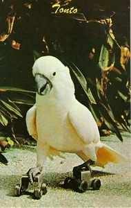 Cartolina d'epoca, giungla di pappagalli, pattinaggio a rotelle Cacatua, Miami, Florida, mai usata - Foto 1 di 2