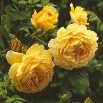 Fragrant  Golden -Yellow Climbing Rose Live Plant 6 to 8  inch tall - Image 1 of 4
