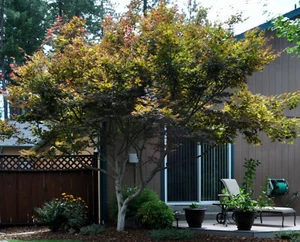 Acer Palmatum Japanese Maple Tree Seeds 30 Seeds  - Picture 1 of 4