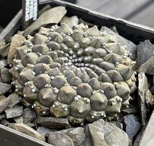 Euphorbia gymnocalycioides Raro Suculento Cactus Planta Decoración Jardín 3CM - Imagen 1 de 7