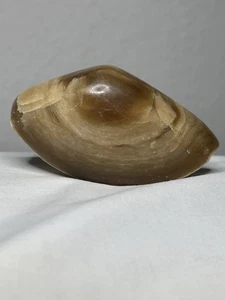 Polished Agate Stone 87 Grams ~ GLOWS ~ Toffee Caramel Color - Picture 1 of 12